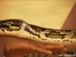 Bollywood en de enticing snake